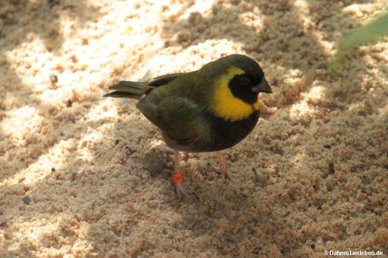 Goldbrauen-Gimpelfink
(Tiaris olivaceus) Tiaris olivaceus