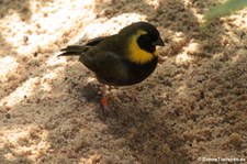 Goldbrauen-Gimpelfink oder Großer Kubafink (Tiaris olivacea) in der Wilhelma Stuttgart