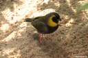 Tiaris olivaceus