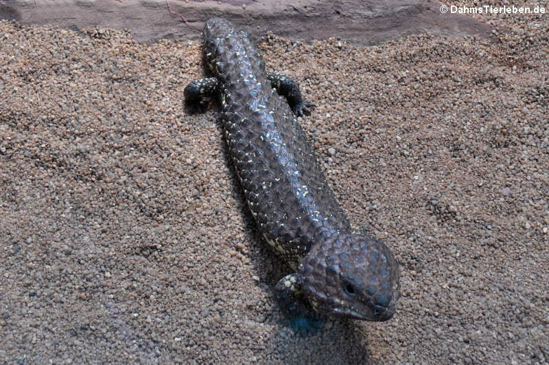 Tiliqua rugosa