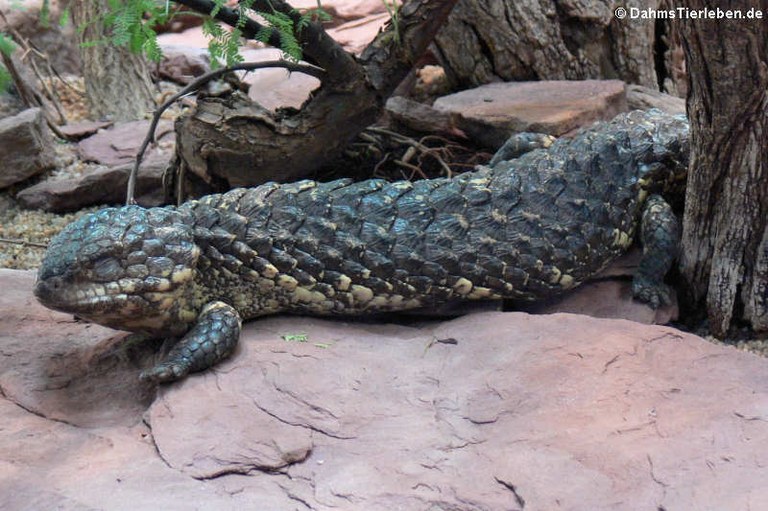 Tiliqua rugosa