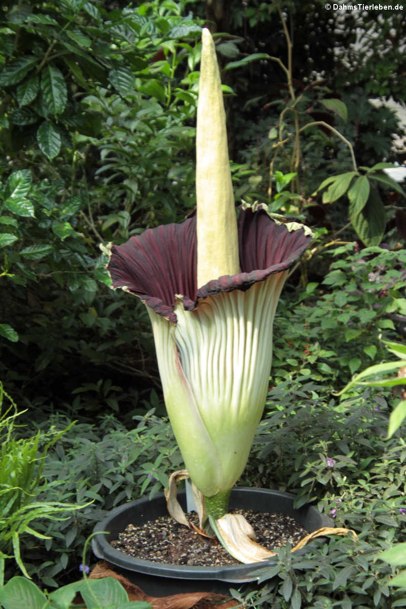 Titanwurz (Amorphophallus titanum)