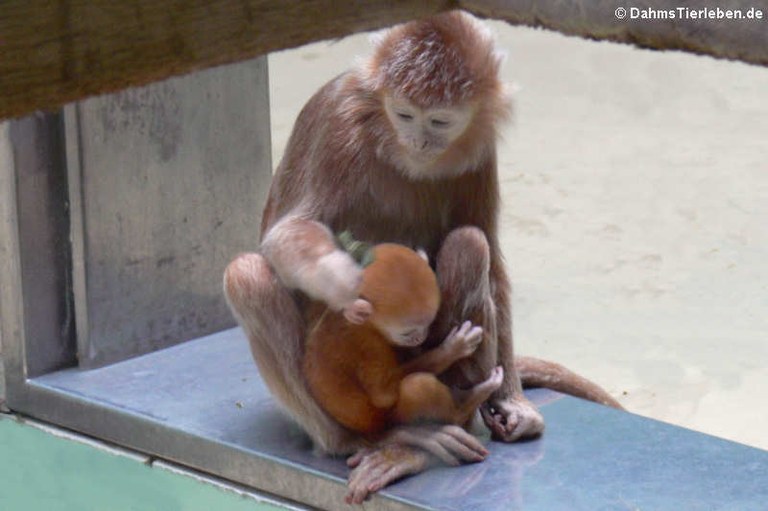 Trachypithecus auratus