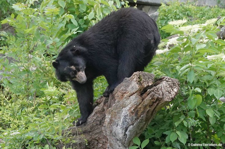 Tremarctos ornatus