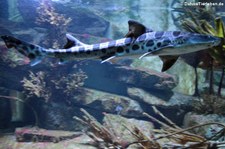 Leopardenhai (Triakis semifasciata) in der Wilhelma Stuttgart