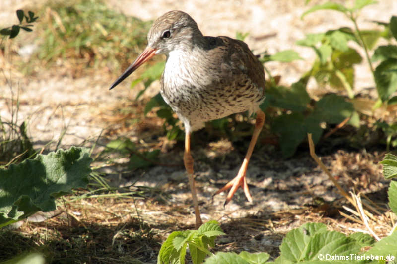 Rotschenkel (Tringa totanus)