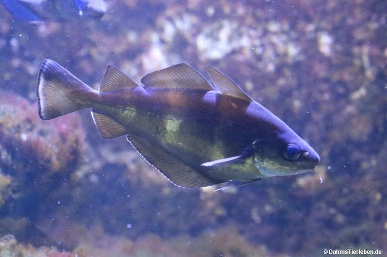 Trisopterus luscus