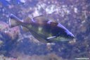 Trisopterus luscus