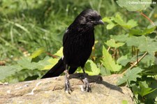 Elsterwürger (Urolestes melanoleucus) in der Wilhelma Stuttgart