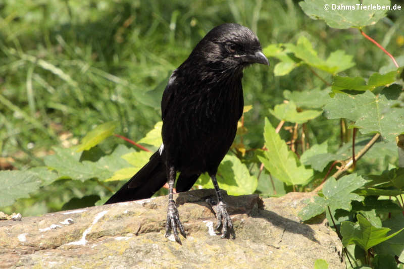 Elsterwürger (Lanius melanoleucus)