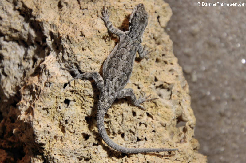 Schmuckbaumleguan (Urosaurus ornatus symmetricus)