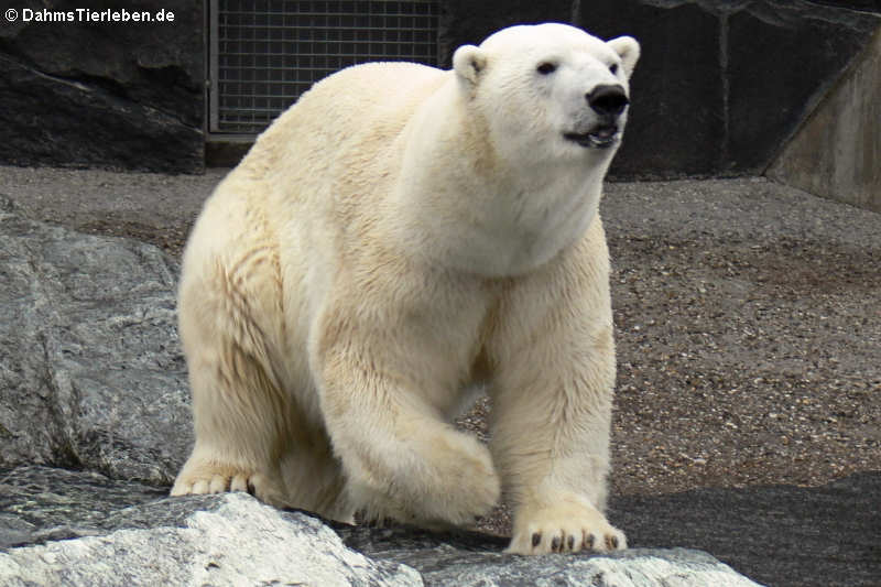 Eisbär
(Ursus maritimus) Ursus maritimus