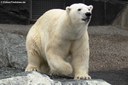 Ursus maritimus