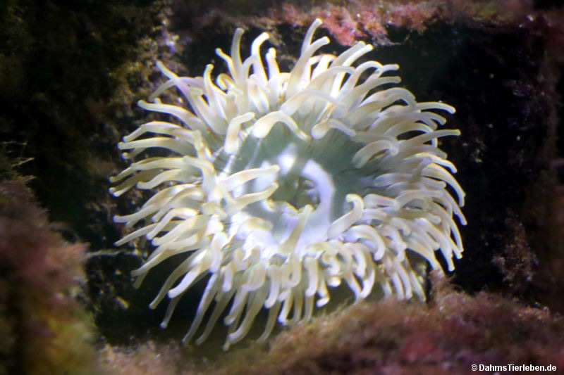 Seedahlie Urticina felina-1