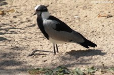 Waffenkiebitz (Vanellus armatus) in der Wilhelma Stuttgart