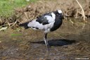 Vanellus armatus