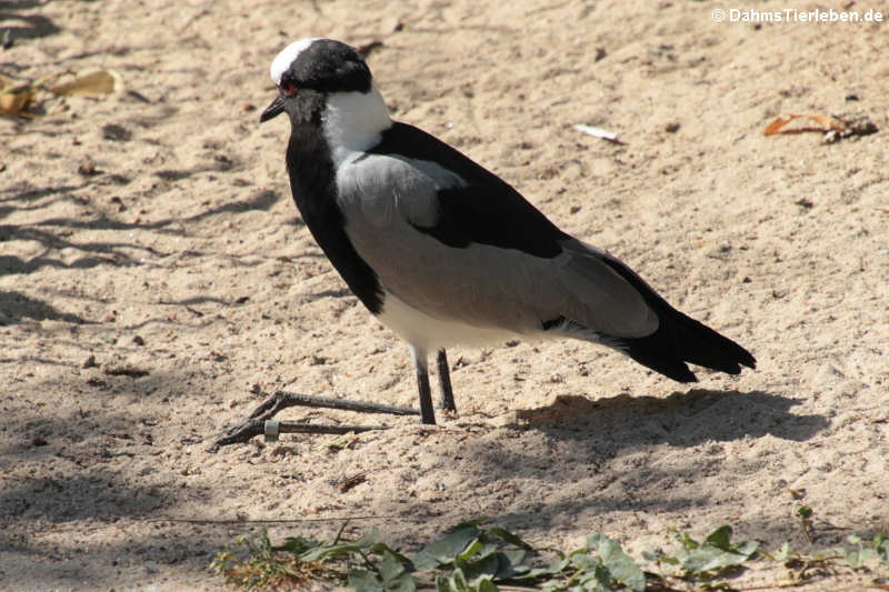 Waffenkiebitz (Vanellus armatus)