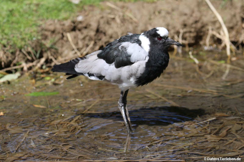 Waffenkiebitz
(Vanellus armatus) Waffenkiebitz (Vanellus armatus)