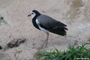 Vanellus crassirostris