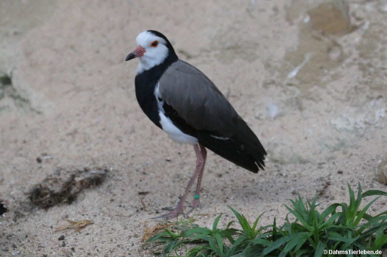 Vanellus crassirostris