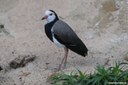Vanellus crassirostris