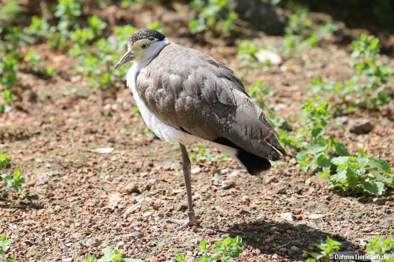 Maskenkiebitz
(Vanellus miles) Maskenkiebitz (Vanellus miles)