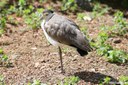 Vanellus miles
