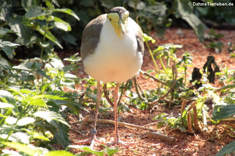 Maskenkiebitz (Vanellus miles)