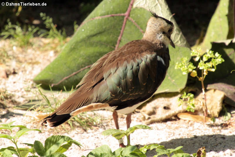 Kiebitz (Vanellus vanellus)