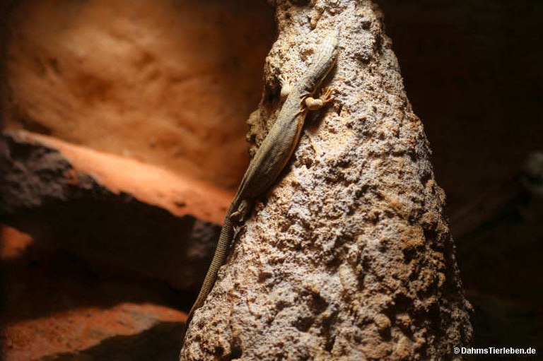 Varanus gilleni