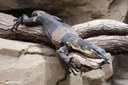 Varanus varius