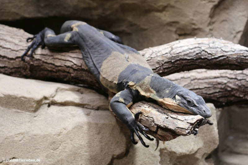 Varanus varius