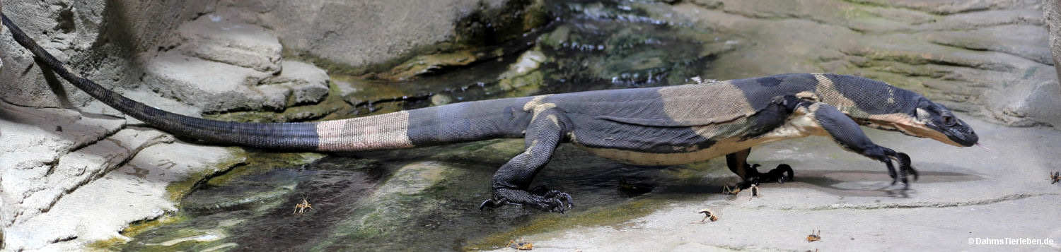 Buntwaran
(Varanus varius) Varanus varius