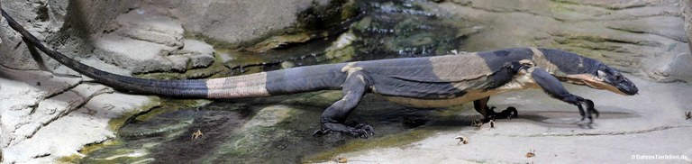 Varanus varius