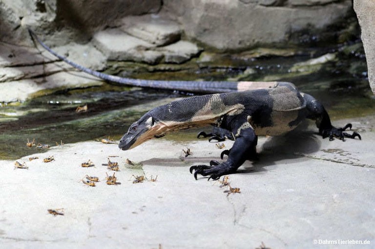 Varanus varius