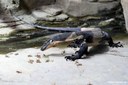 Varanus varius