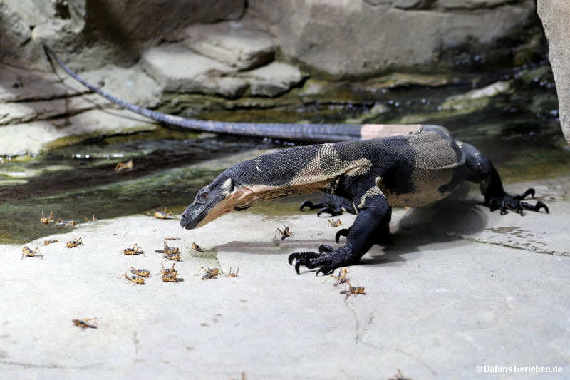 Varanus varius