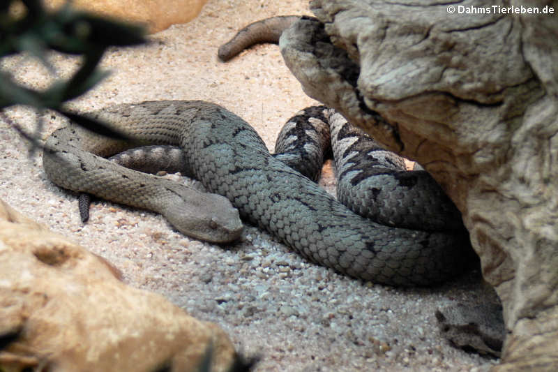 Europäische Hornotter (Vipera ammodytes ammodytes)