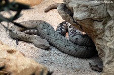 Europäische Hornotter (Vipera ammodytes ammodytes) in der Wilhelma Stuttgart