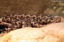 Europäische Hornotter (Vipera ammodytes ammodytes) in der Wilhelma Stuttgart