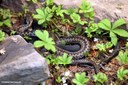 Vipera berus
