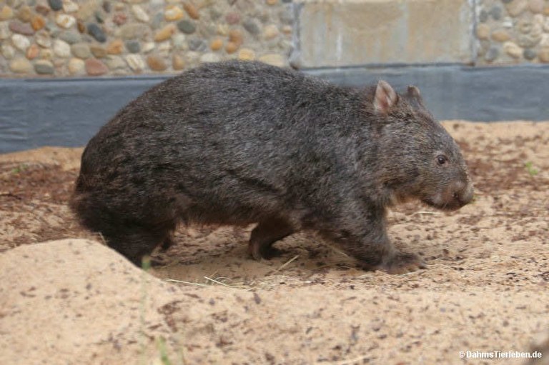 Vombatus ursinus tasmaniensis
