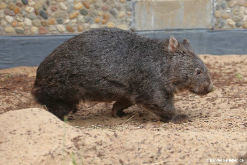 Tasmanischer Nacktnasenwombat
(Vombatus ursinus tasmaniensis) Vombatus ursinus tasmaniensis