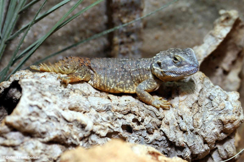 Kleine Biberschwanzagame
(Xenagama taylori) Xenagama taylori
