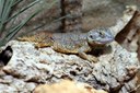 Xenagama taylori