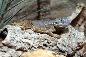 Kleine Biberschwanzagame Xenagama taylori