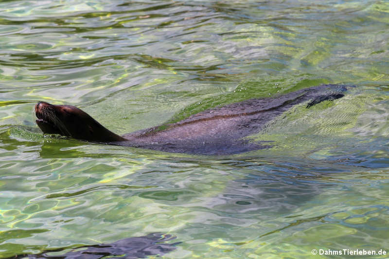 Kalifornischer Seelöwe (Zalophus californianus)