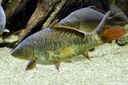 Zeilkarpfen