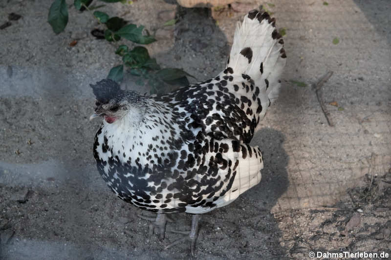 Appenzeller Spitzhaube-2