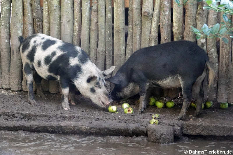 Mangalitzaschwein-3